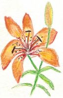 Tigerlily ACEO